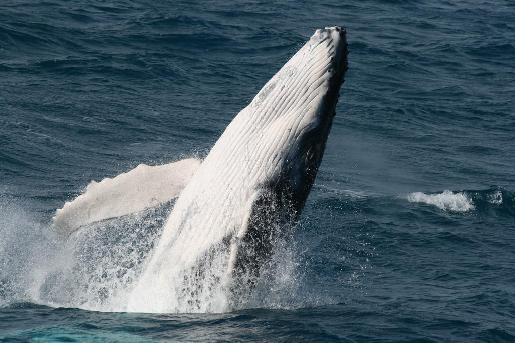 Grange Resort Hervey Bay Zewnętrze zdjęcie